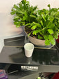 Case of 12 shot glasses