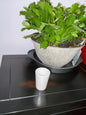 Sublimation shot glass (not a case)